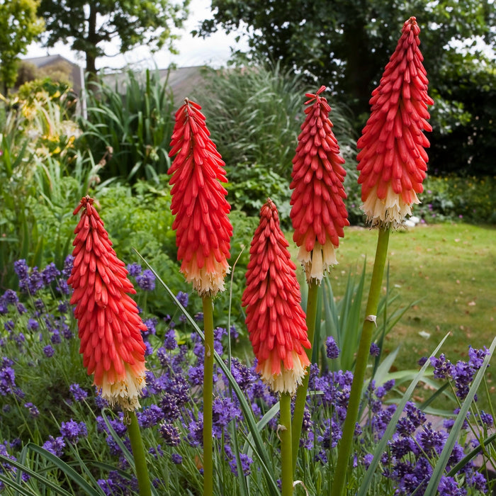 Bulbi de Kniphofia "Amazing Fun", Crinul Faclie, 1 Bucata la ghiveci
