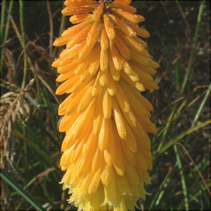 Bulbi de Kniphofia "Apricot Yellow", Crinul Faclie, 1 Bucata
