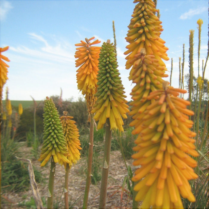 Bulbi de Kniphofia "Apricot Yellow", Crinul Faclie, 1 Bucata