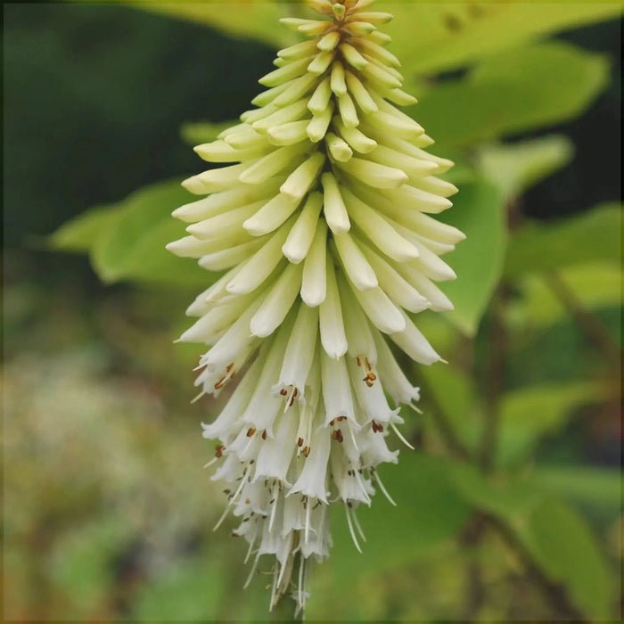Bulbi de Kniphofia "Ice Queen", Crinul Faclie, 1 Bucata