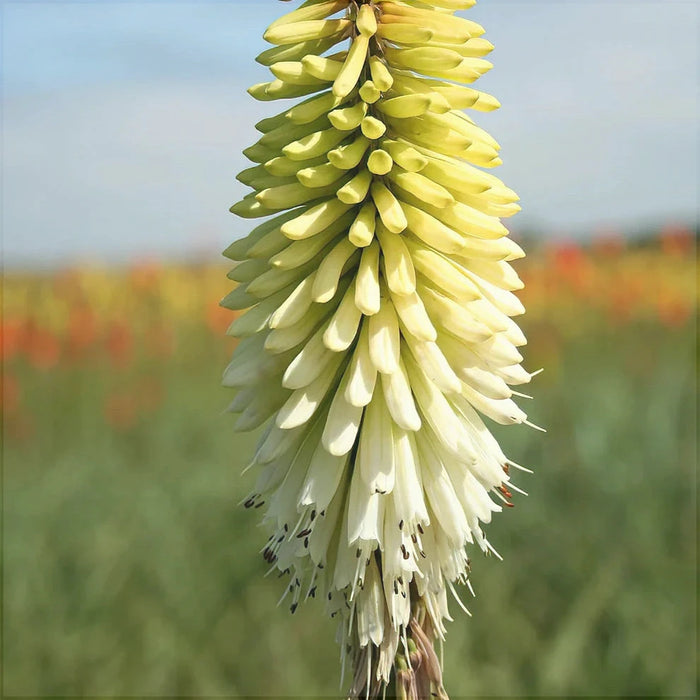 Bulbi de Kniphofia "Ice Queen", Crinul Faclie, 1 Bucata