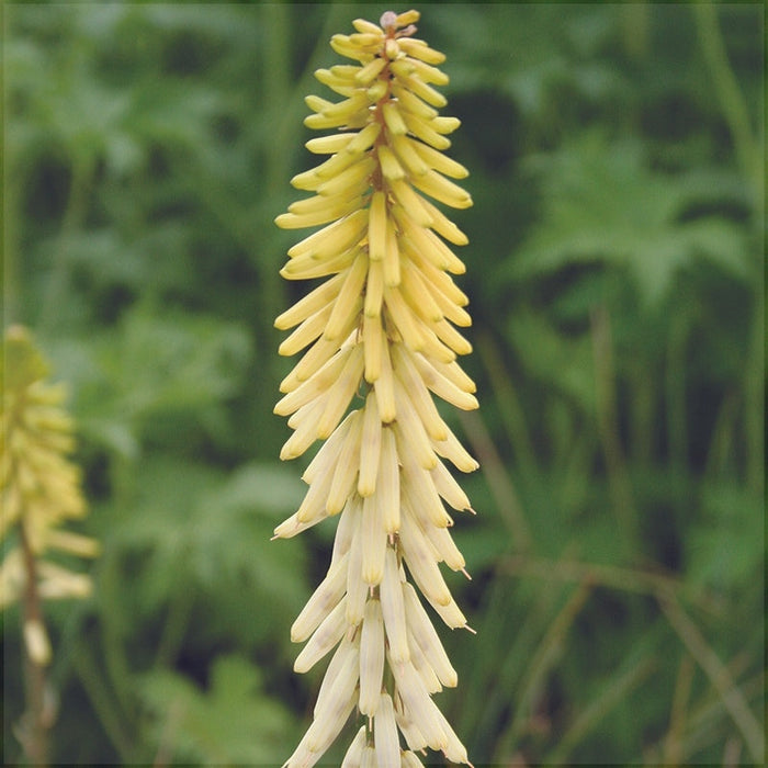 Bulbi de Kniphofia "Little Maid", Crinul Faclie, 1 Bucata