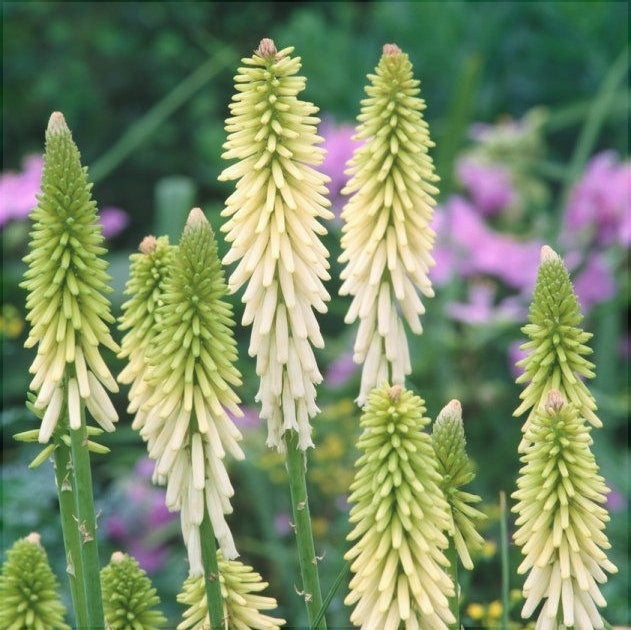 Bulbi de Kniphofia "Little Maid", Crinul Faclie, 1 Bucata