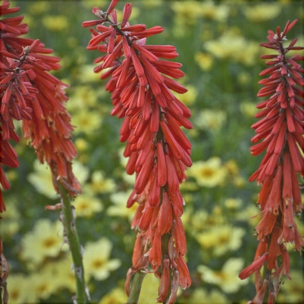 Bulbi de Kniphofia "Red Rocket", Crinul Faclie, 1 Bucata la ghiveci