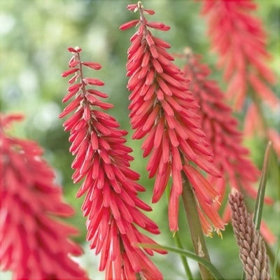 Bulbi de Kniphofia "Red Rocket", Crinul Faclie, 1 Bucata la ghiveci