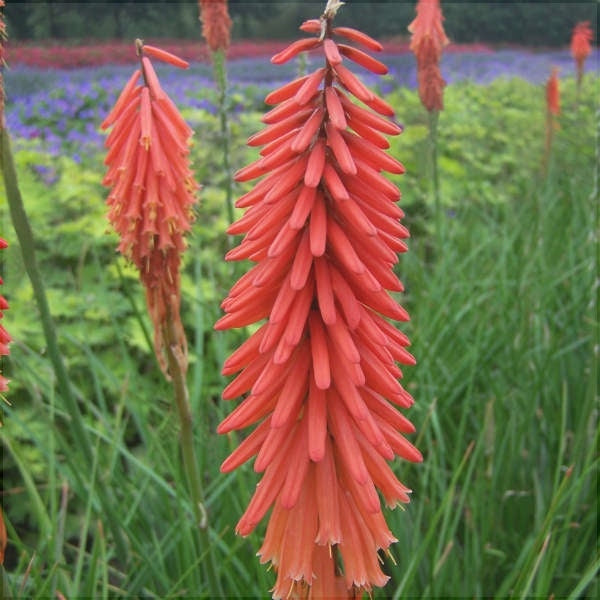 Bulbi de Kniphofia "Red Rocket", Crinul Faclie, 1 Bucata la ghiveci