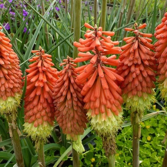 Bulbi de Kniphofia "Royal Standard", Crinul Faclie, 1 Bucata la ghiveci
