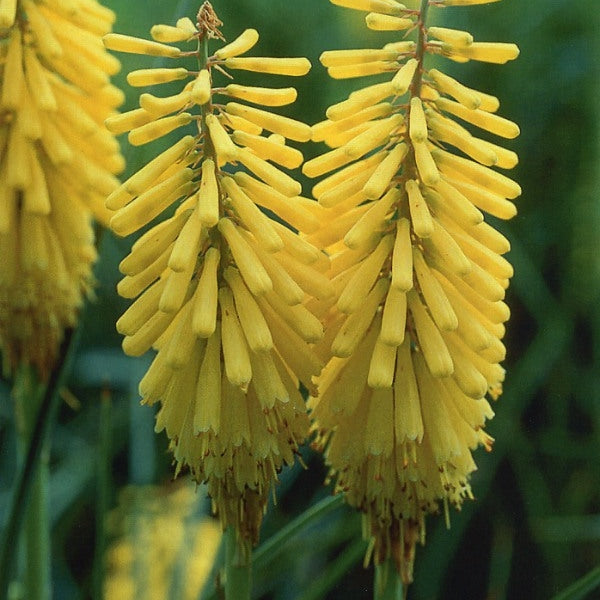 Bulbi de Kniphofia "Sunningdale Yellow", Crinul Faclie, 1 Bucata la ghiveci