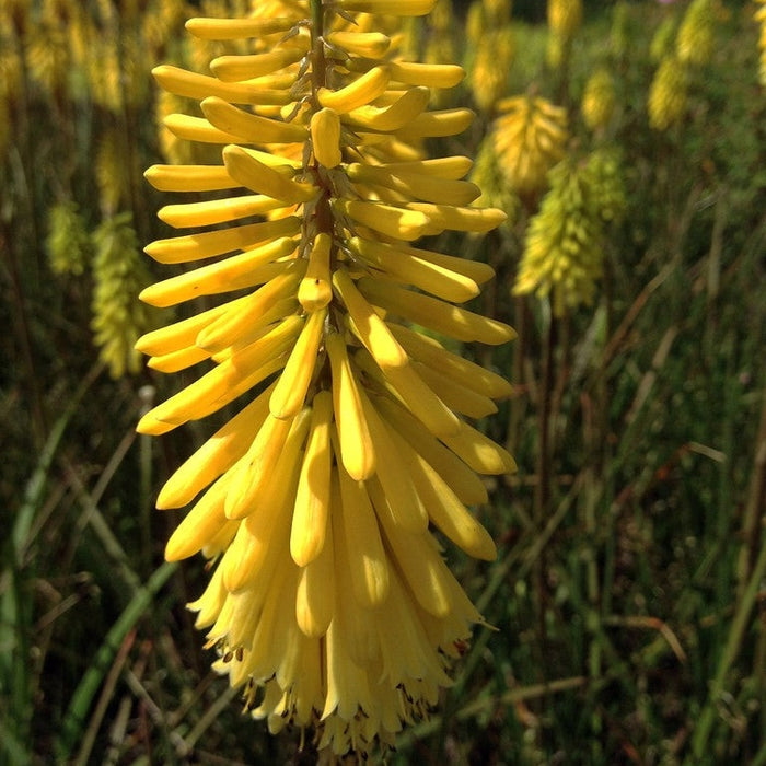 Bulbi de Kniphofia "Sunningdale Yellow", Crinul Faclie, 1 Bucata la ghiveci