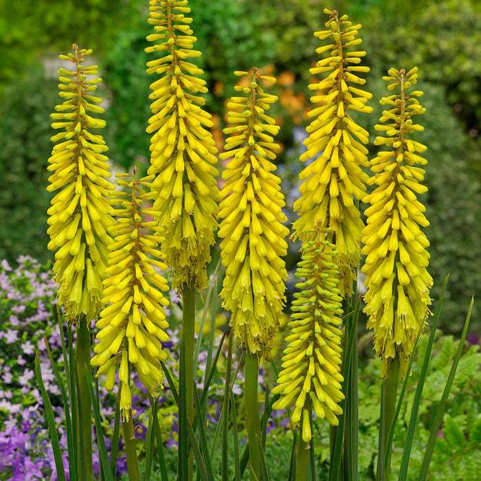 Bulbi de Kniphofia "Sunningdale Yellow", Crinul Faclie, 1 Bucata la ghiveci