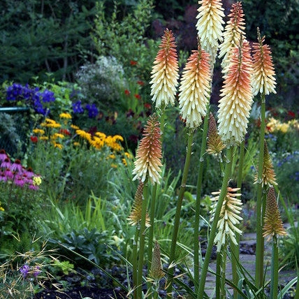 Bulbi de Kniphofia "Toffee Nosed", Crinul Faclie, 1 Bucata