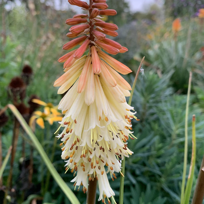 Bulbi de Kniphofia "Toffee Nosed", Crinul Faclie, 1 Bucata