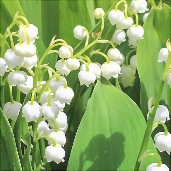 Bulbi de Lăcrămioară, Alb la ghiveci