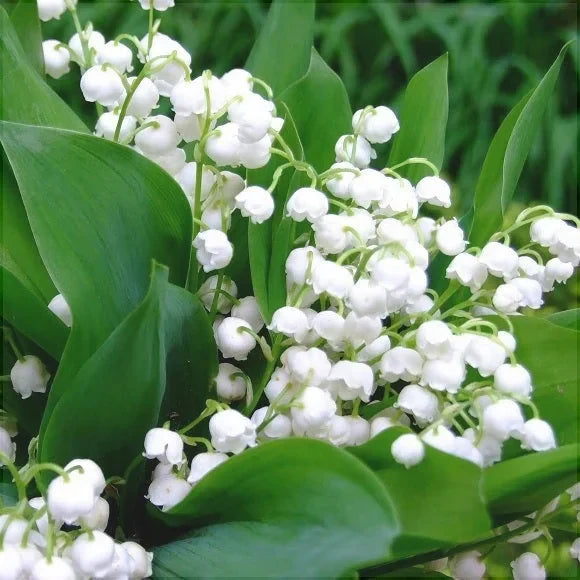 Bulbi de Lăcrămioară, Alb la ghiveci