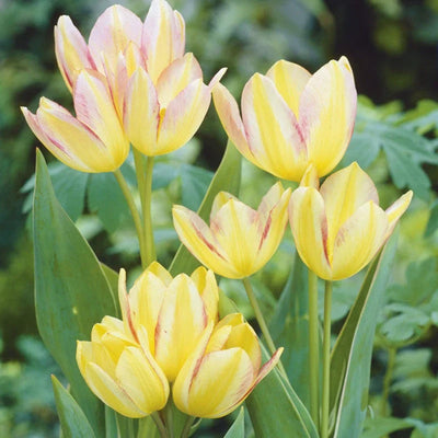 Bulbi de Lalele Antoinette 5 buc – bulbi de flori | Regatul Plantelor