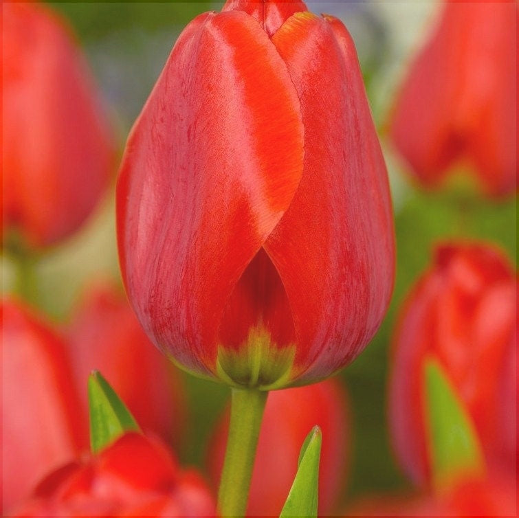 Bulbi de Lalele "Apeldoorn",5 Bucati