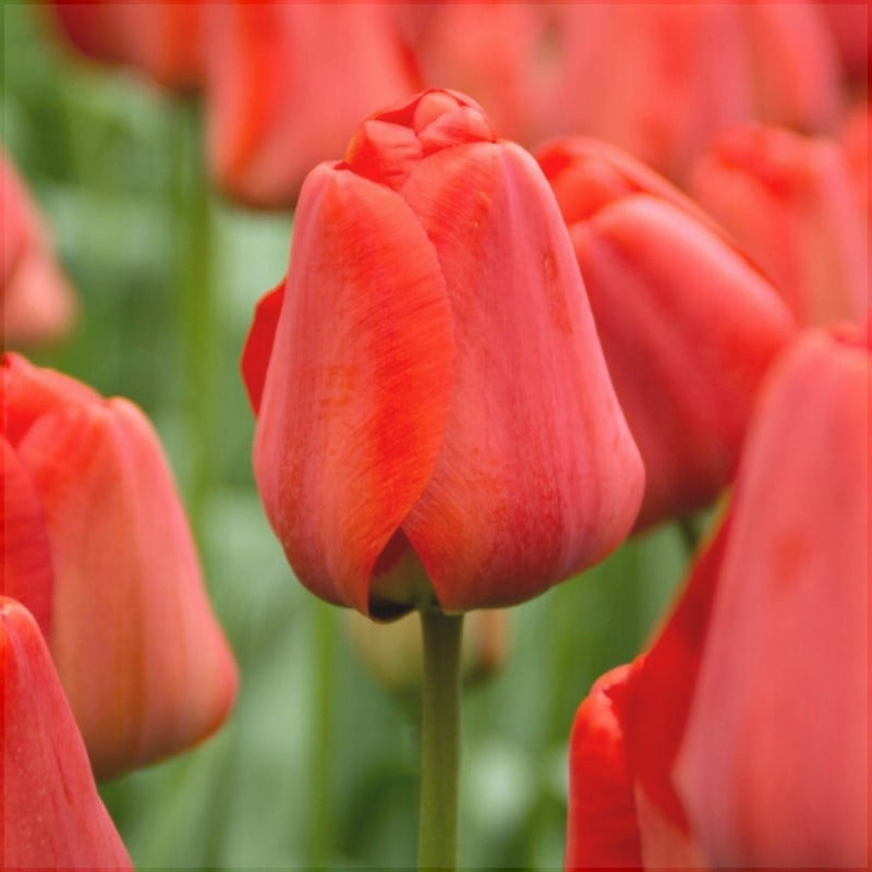 Bulbi de Lalele "Apeldoorn",5 Bucati