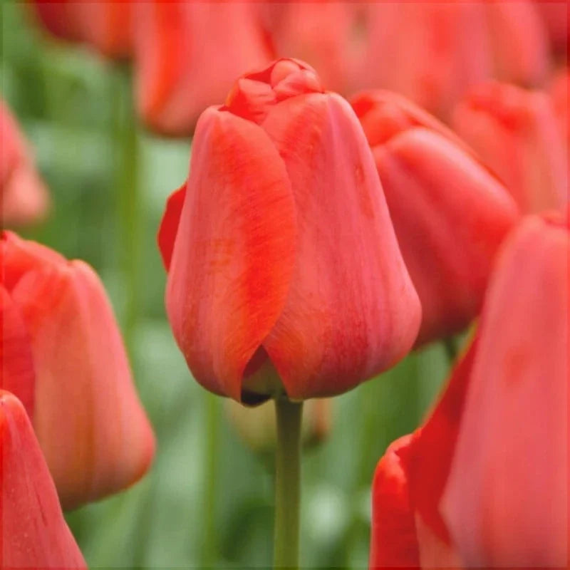 Bulbi de Lalele "Apeldoorn",5 Bucăți