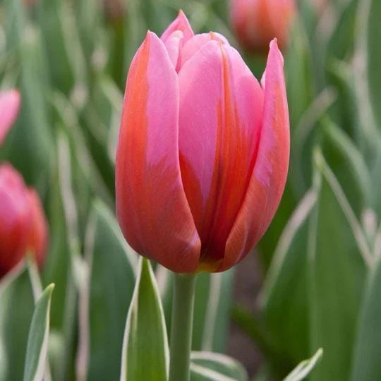 Bulbi de Lalele "Aphrodite", 5 Bucăți