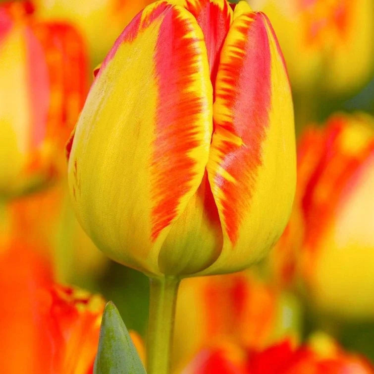 Bulbi de Lalele "Banja Luka", 5 Bucăți