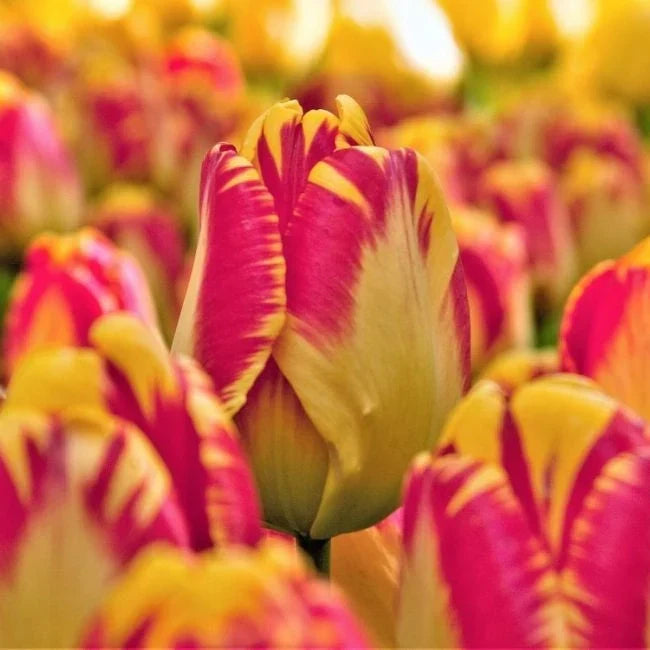 Bulbi de Lalele "Banja Luka", 5 Bucăți