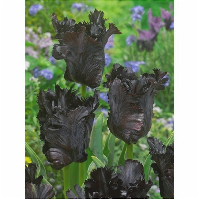 Bulbi de Lalele "Black Parrot", 5 Bucati