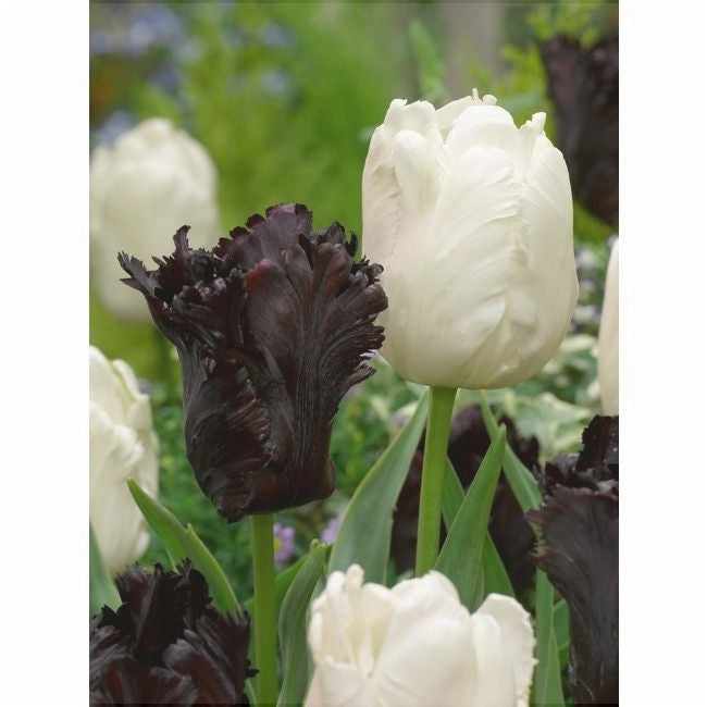 Bulbi de Lalele "Black Parrot", 5 Bucati