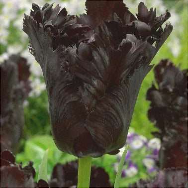 Bulbi de Lalele "Black Parrot", 5 Bucăți