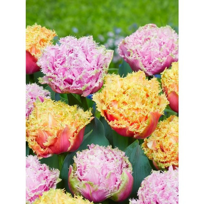 Bulbi de Lalele "Brisbane", 5 Bucati