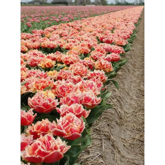 Bulbi de Lalele "Brisbane", 5 Bucăți