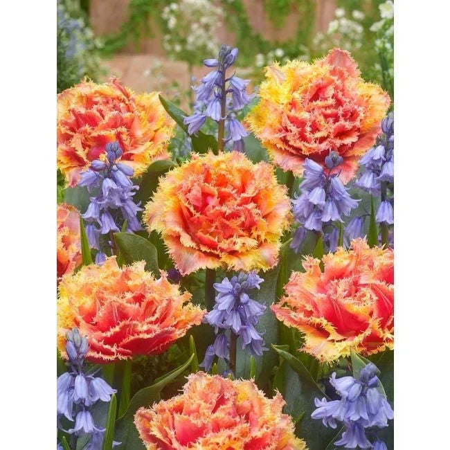 Bulbi de Lalele "Brisbane", 5 Bucăți