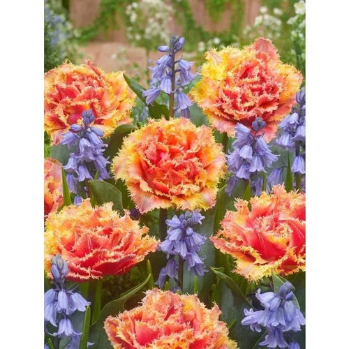 Bulbi de Lalele "Brisbane", 5 Bucăți