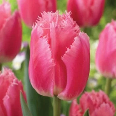 Bulbi de Lalele "Cacharel",5 Bucati