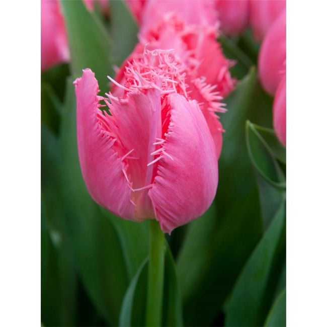 Bulbi de Lalele "Cacharel",5 Bucati