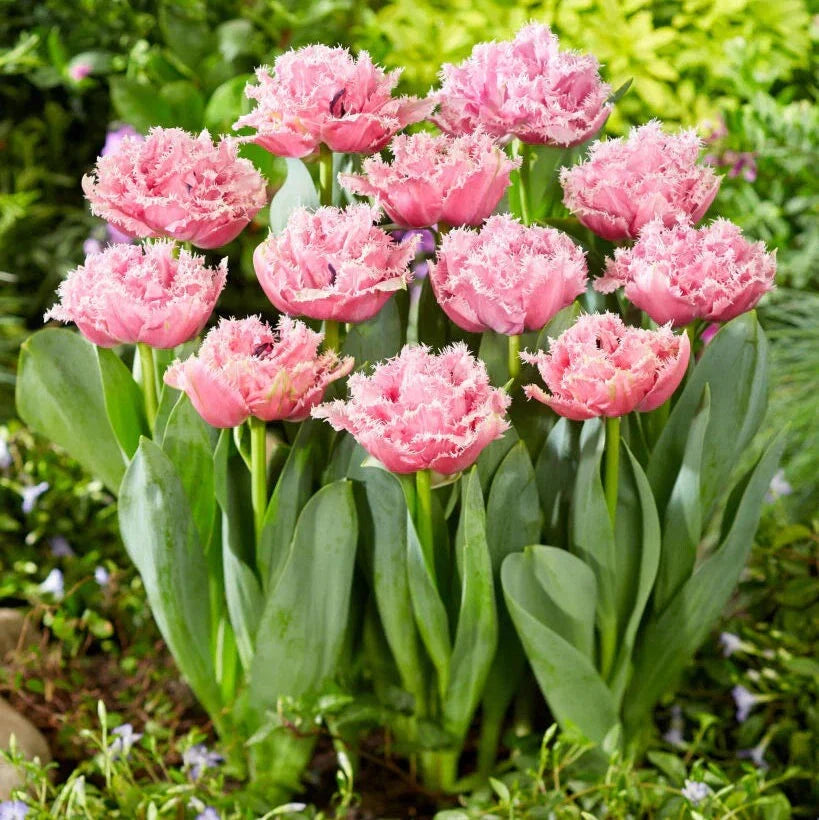 Bulbi de Lalele "Cairns", 5 Bucăți