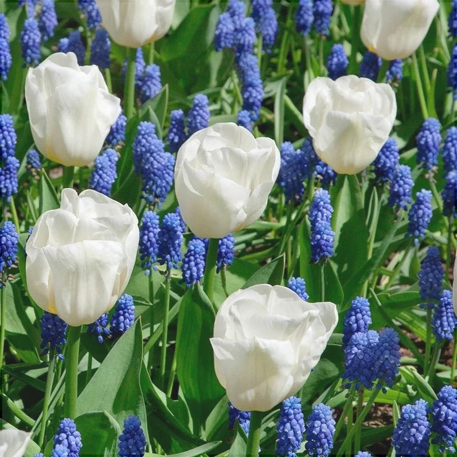 Bulbi de Lalele "Calgary", 5 Bucăți