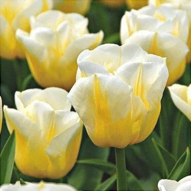 Bulbi de Lalele "Calgary Flame", 5 Bucăți