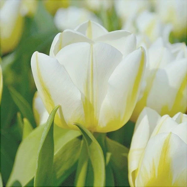 Bulbi de Lalele "Calgary Flame", 5 Bucăți