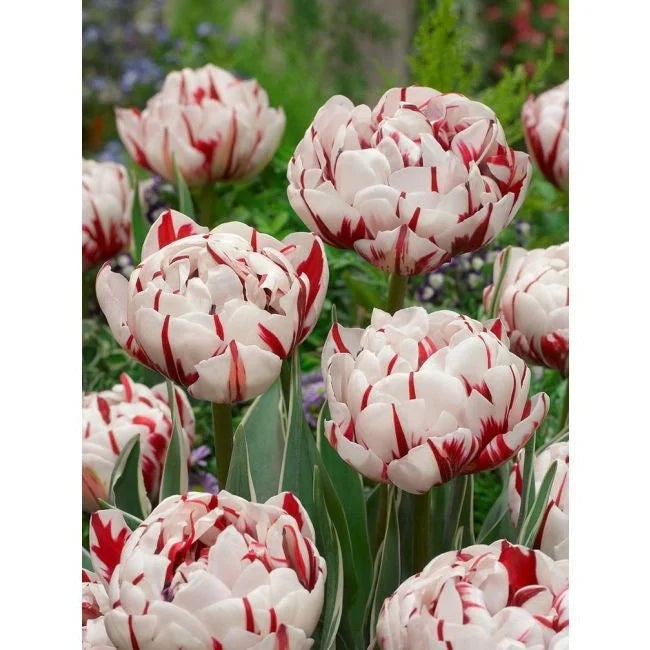 Bulbi de Lalele "Carnaval de Nice", 5 Bucăți