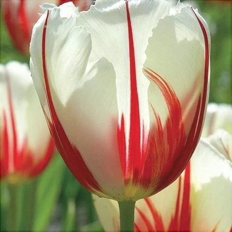 Bulbi de Lalele "Carnaval de Rio", 5 Bucăți