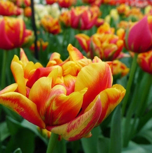 Bulbi de Lalele "Cilesta", 5 Bucăți