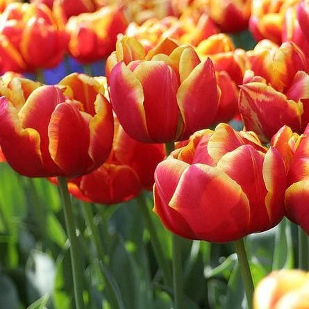 Bulbi de Lalele "Cilesta", 5 Bucăți