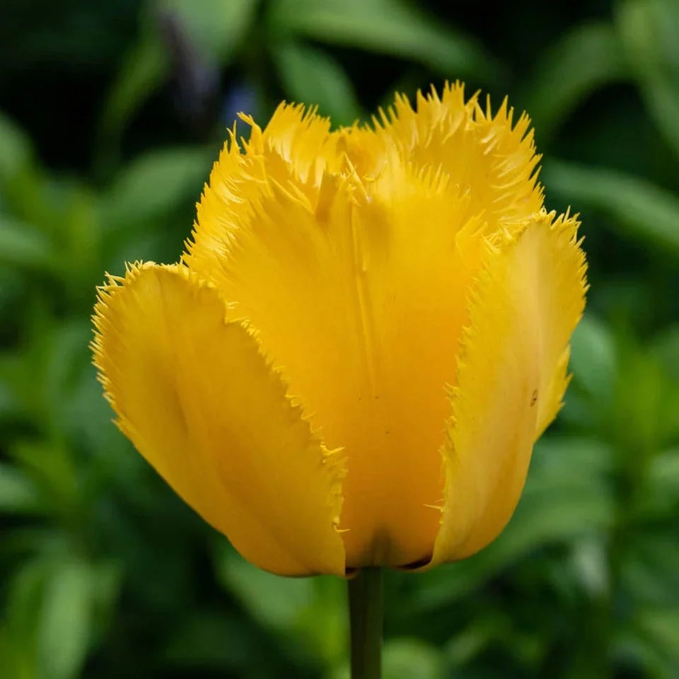 Bulbi de Lalele "Crystal Star", 5 Bucăți