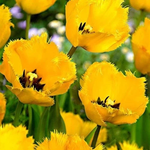 Bulbi de Lalele "Crystal Star", 5 Bucăți