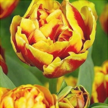 Bulbi de Lalele "Double Focus", 5 Bucati