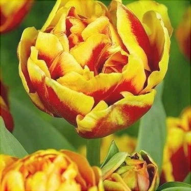 Bulbi de Lalele "Double Focus", 5 Bucăți