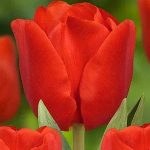 Bulbi de Lalele "Escape", 5 Bucăți