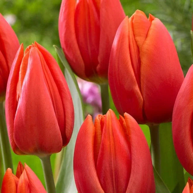 Bulbi de Lalele "Escape", 5 Bucăți