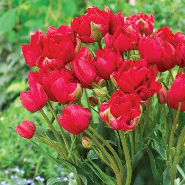 Bulbi de Lalele "Estatic", 5 Bucăți