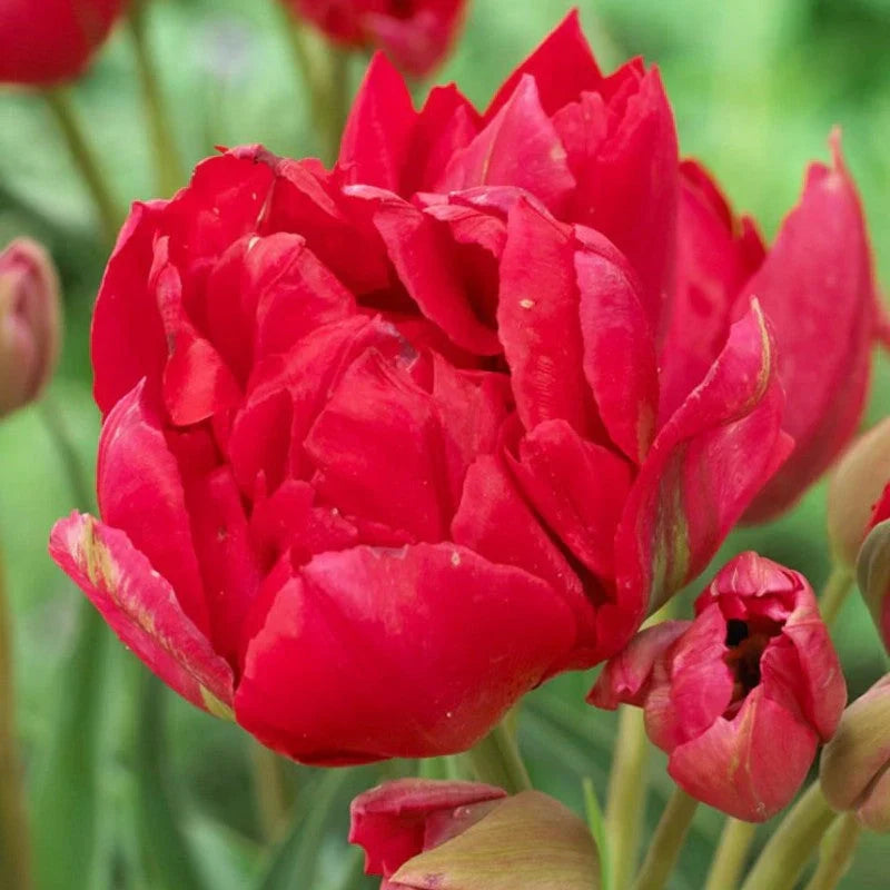 Bulbi de Lalele "Estatic", 5 Bucăți